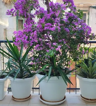 Giambattista House Guest house *